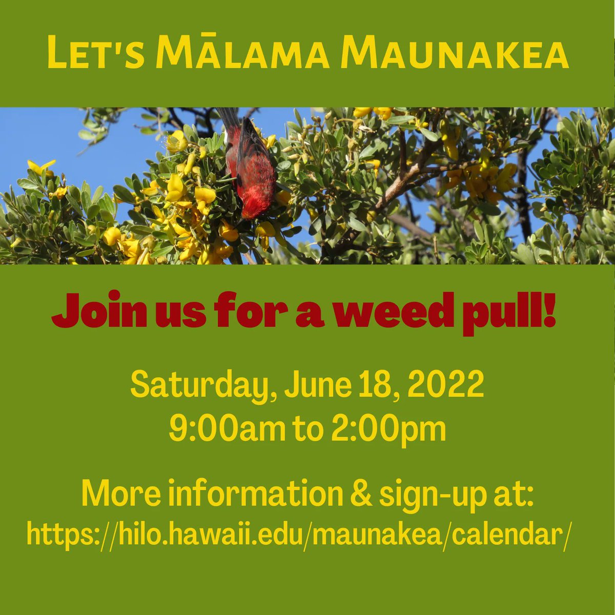 malamamaunakea's tweet photo. Looking for something to do this weekend? We still have spots open for Saturday's #MālamaMaunakea volunteer weed pull! For more information and to sign up, visit https://t.co/Zv50QGCHNZ https://t.co/e6JxUXP5lJ