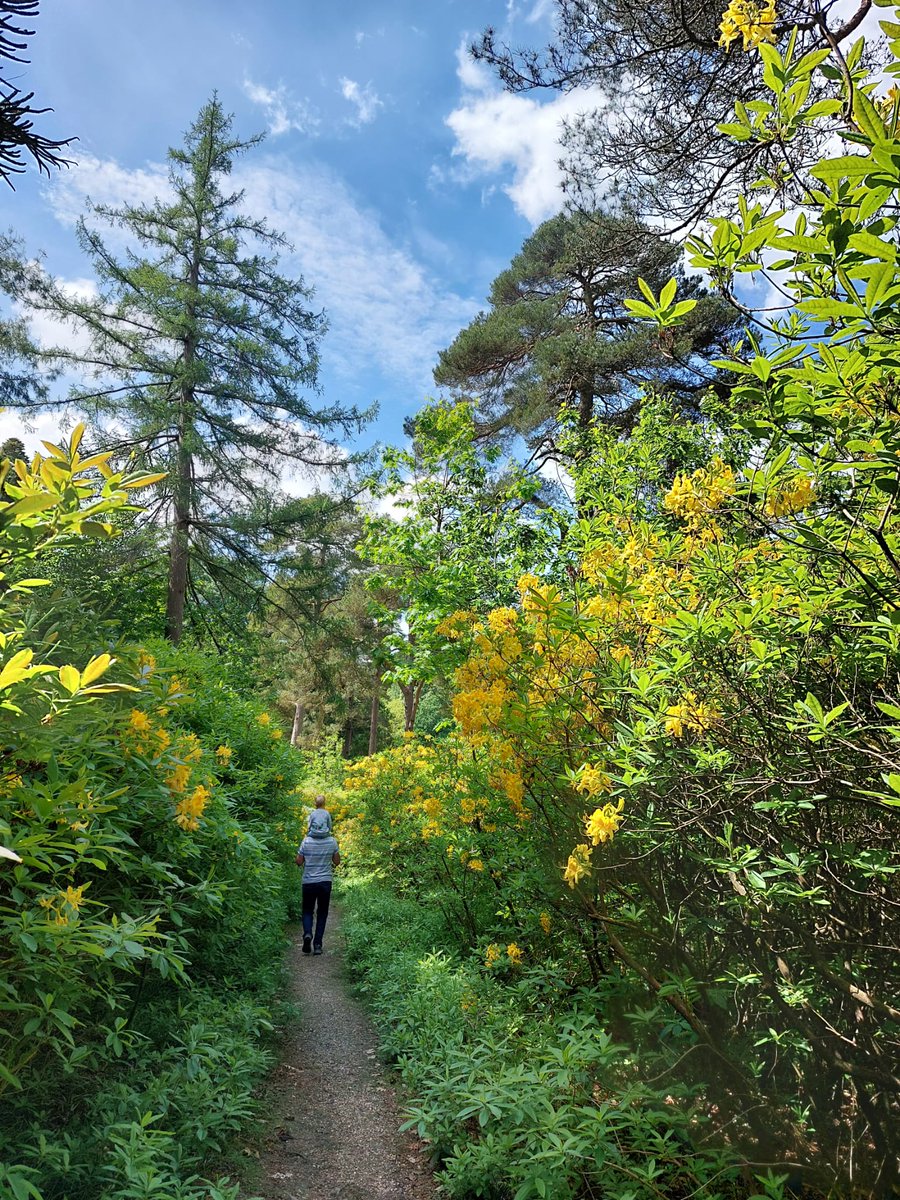 LeonardsleeG's tweet photo. Walk along the shady woodland path full of birdsong and colours of yellow. Discover hidden paths, wildflowers and bustling wildlife as you go ๐ถโโ๏ธ๐ถ๐
No matter the weather there is always something special around the corner.
#leonardsleegardens #summerpath https://t.co/EVBXAXN1fI