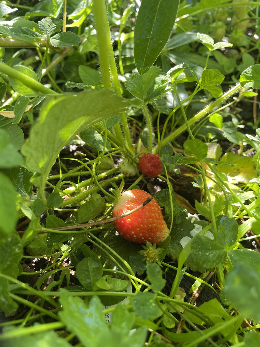 sophiakb_writes's tweet photo. It isn’t truly summer until the strawberries turn red. They have spread through the grass, which makes mowing difficult, but now I’m dreaming of a yard-sized strawberry patch. Do-able, yes? Of course yes. 

#strawberrypatch #coloradogarden #amwriting #writerslife #writingfantasy https://t.co/SDW6slPmPL