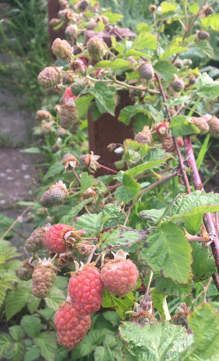 Refill_UK's tweet photo. Some #freshair at 7am this morning after a night of #nosleep!!! #zzzzz #snottynose
.
#tayberrys along the #allotment #fence
.
I wonder why these seem to always be a #mixture of #overripe #notripe #eaten hmmmm 💧 ☀️ 🐭 🌱
.
#melanie https://t.co/xvLoEXdxms