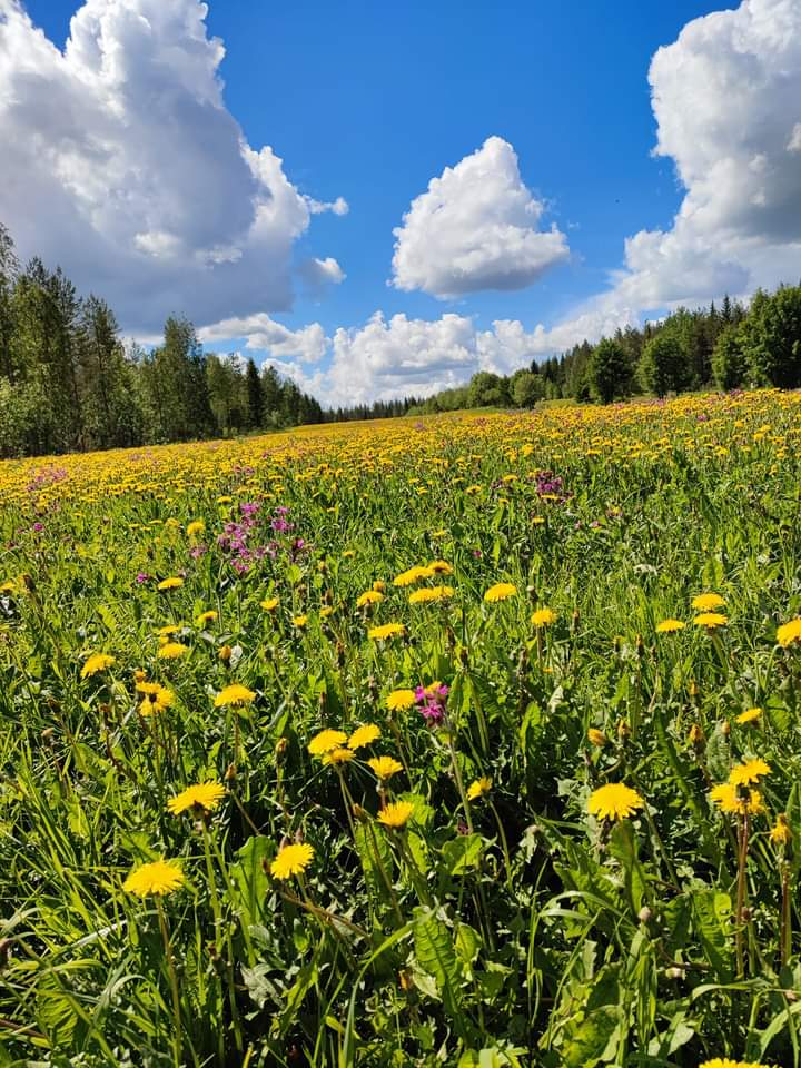 reimajari's tweet photo. Kesäinen näky maastoreissulla. https://t.co/hBPgfhlJQJ