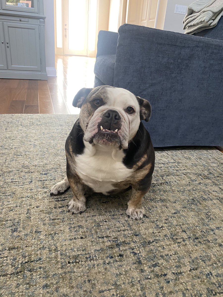 StedesRevenge's tweet photo. Nothing piratical or writing-related on my mind today, so sharing a pic of one of our pups - isn’t she a beaut?!

#Twittarr #bulldogsoftwitter https://t.co/cAdD7DVE5j