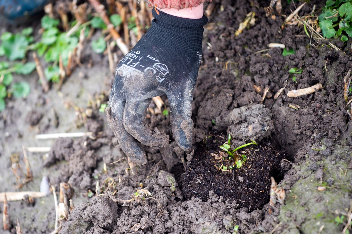 #workshop Gifvrij Tuinieren <a href="/Tresoar/">Tresoar</a> bij Atelier Natuerlik Fryslân 2050 - zaterdag 25 juni 11.00 - 12.30u - gratis toegang. Hoe kun je zonder het gebruiken van gif met een plaag omgaan? Door #gifvrij te werken help je mee aan het herstel van #biodiversiteit. Meld je aan! #bosk
