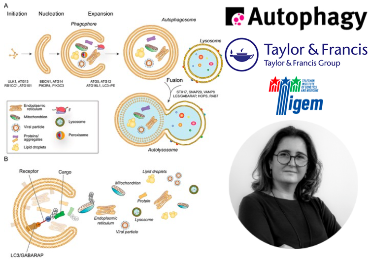 Tigem Telethon (@tigem_telethon) on Twitter photo Congrats <a href="/MorleoManuela/">Manuela Morleo</a> for her recent publication in #Autophagy on #crosstalk between the #cilia and autophagy. Manuela wrote this piece in collaboration with our partners at the <a href="/lysocil/">LYSOCIL Twinning Project</a> twinning project #collaborativescience #womeninscience
👉Read here:
tandfonline.com/doi/full/10.10… Congrats <a href="/MorleoManuela/">Manuela Morleo</a> for her recent publication in #Autophagy on #crosstalk between the #cilia and autophagy. Manuela wrote this piece in collaboration with our partners at the <a href="/lysocil/">LYSOCIL Twinning Project</a> twinning project #collaborativescience #womeninscience
👉Read here:
tandfonline.com/doi/full/10.10…