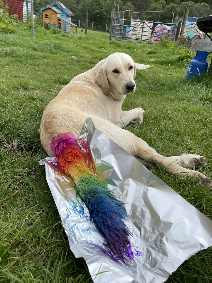It’s a fresh tail type of day 🏳️‍🌈😍 #dogsoftwitter 

100% dog safe dye - I use Opawz dye 💕