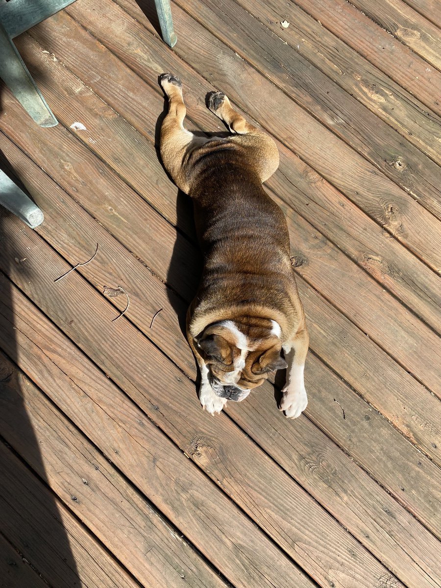 BruceTheBulldo3's tweet photo. Haven’t posted in a while so here’s Bruce sunbathing 😁 https://t.co/wjdC8z2p2d