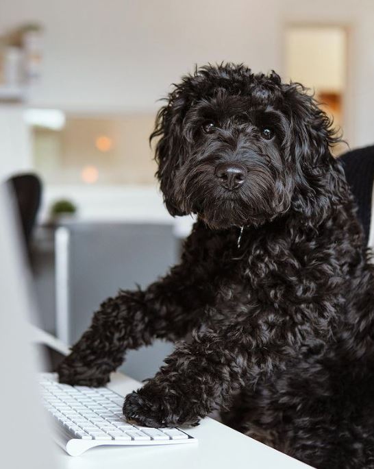 ToffeeFactoryUK's tweet photo. We're pleased to confirm that following a successful two week trial, Toffee is #dogfriendly! Thanks to the first of our models from @vidacreativeUK and @wearebumbl! 
#dogsatwork #Ouseburn #treatsatreception https://t.co/ebtspEe4pO