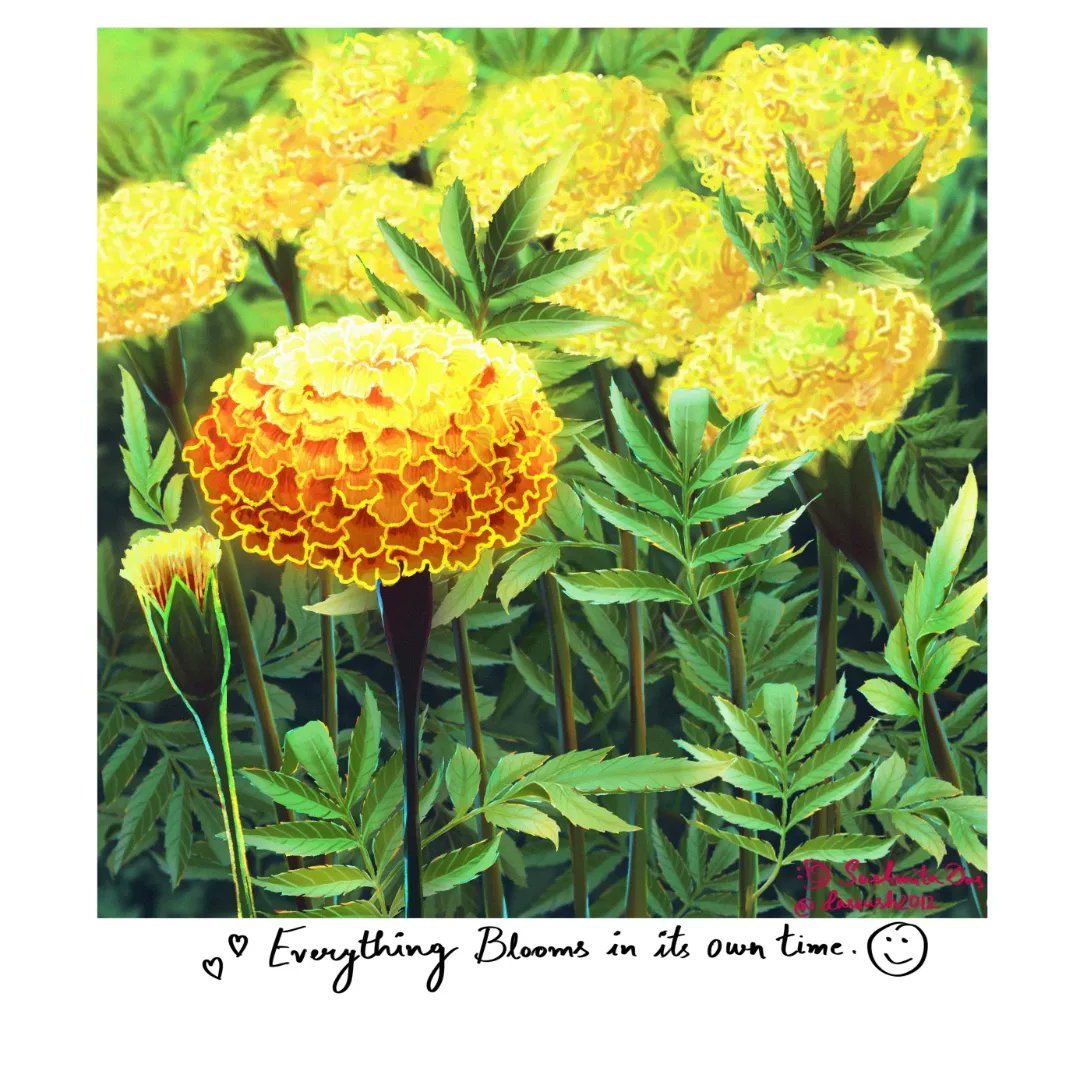 dassush2012's tweet photo. Bloom : Marigold- Herb of the Sun
#Procreate #digitalillustration #botanicalillustrations #summer #flowers https://t.co/cTCvFl2ATT