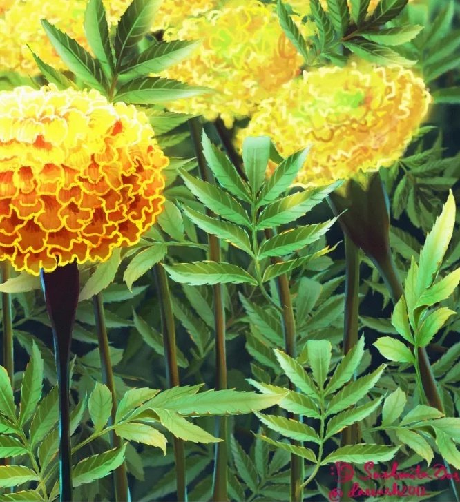 dassush2012's tweet photo. Bloom : Marigold- Herb of the Sun
#Procreate #digitalillustration #botanicalillustrations #summer #flowers https://t.co/cTCvFl2ATT