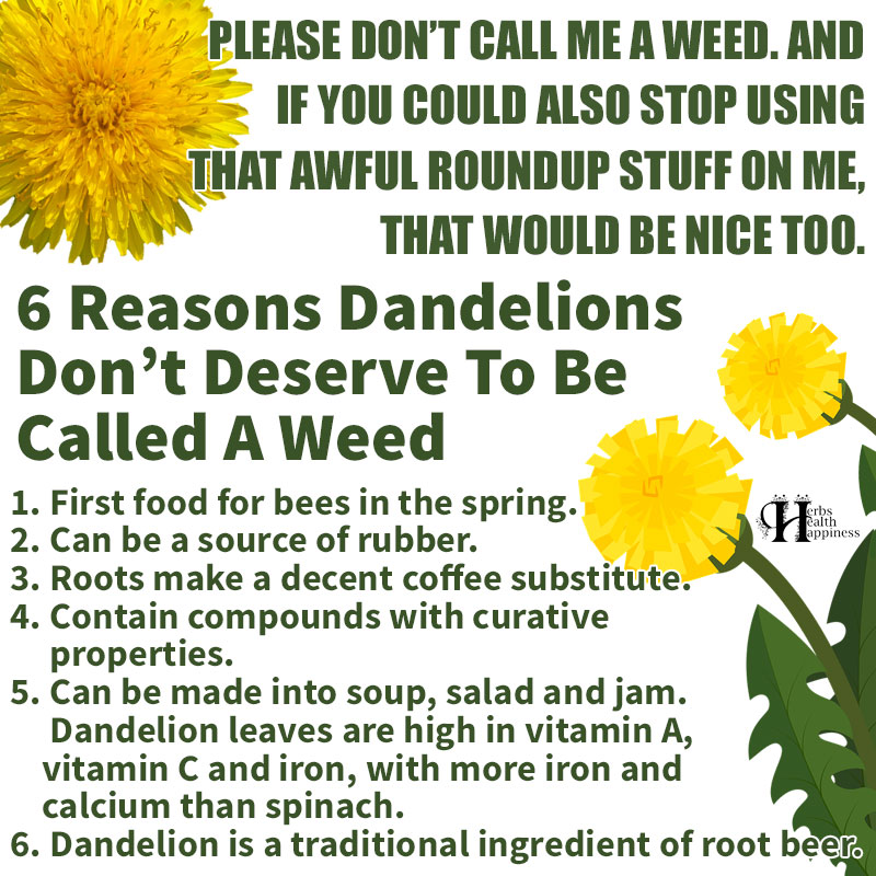 herbhealthhappy's tweet photo. 6 Reasons Dandelions Don't Deserve To Be Called A Weed: ❤
► https://t.co/TnApbfJHDs
Did you know all these uses and benefits of the wonderful dandelion? 🙂
#dandelions #gardenweed #plantdandelions #foodforbees #gardening https://t.co/Hlo9UGhsSv