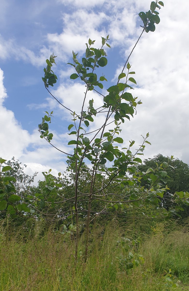 Our apple tree from Morrisons is living up to its name - it's got many branches!