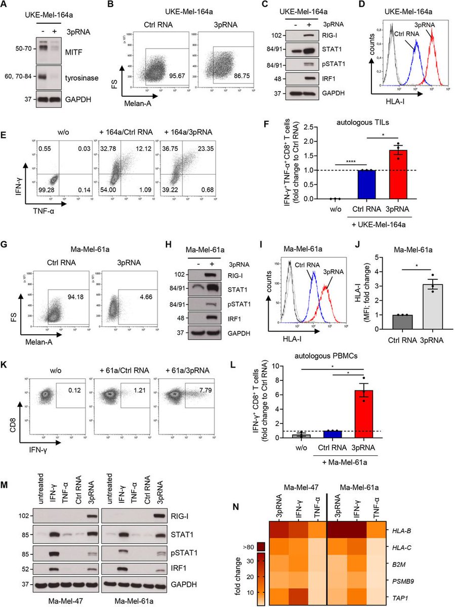 Journal for ImmunoTherapy of Cancer tweet media