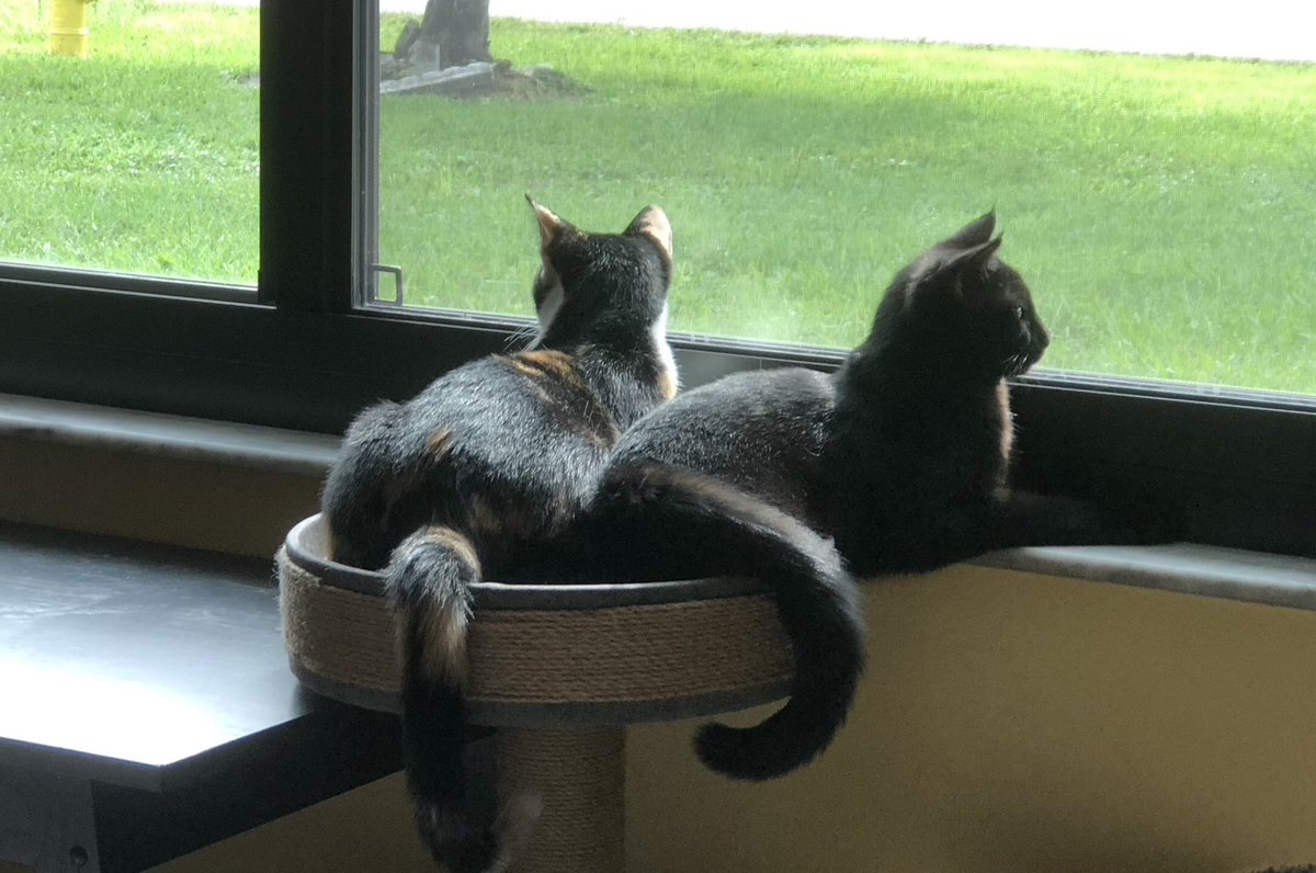 lyriumheart's tweet photo. hi everyone it’s been a while but forget that and take a look at my cats https://t.co/Fa7FVULl0E