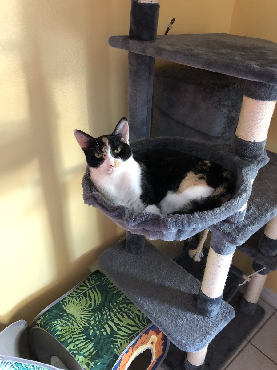 lyriumheart's tweet photo. hi everyone it’s been a while but forget that and take a look at my cats https://t.co/Fa7FVULl0E