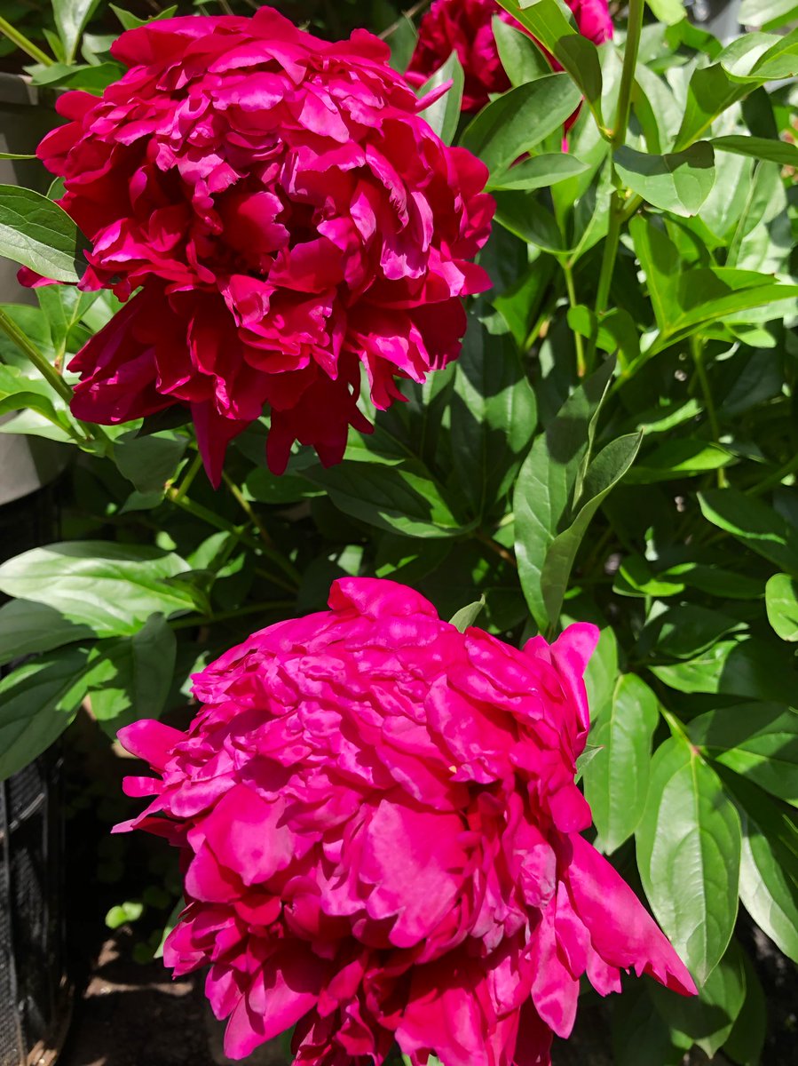 Meghan Huras tweet media