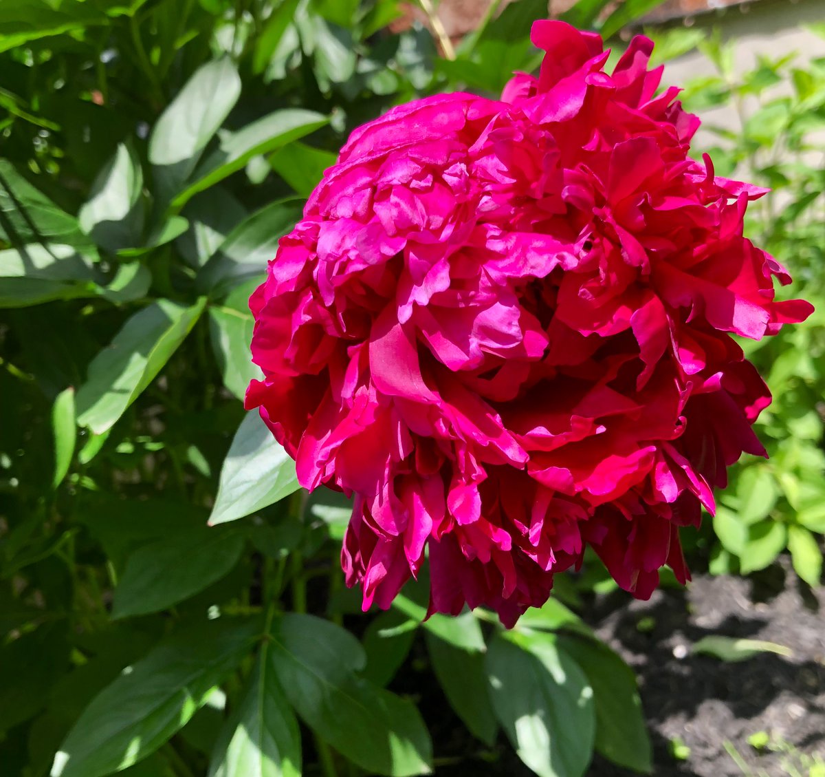 Meghan Huras tweet media