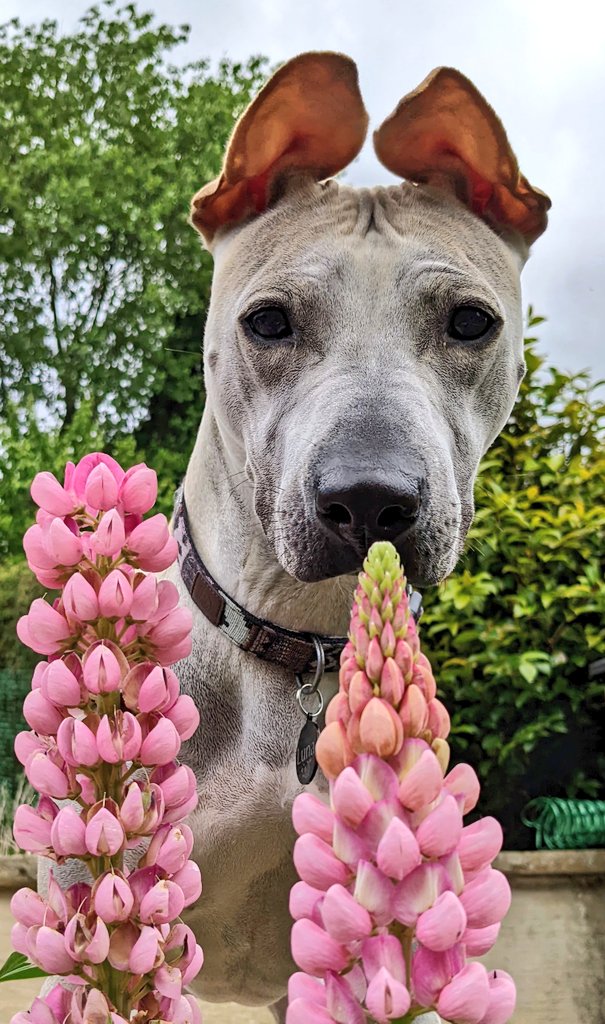 dorcaselambert's tweet photo. Luna and the lupins 🥰🌷🐕 https://t.co/vt0MRYqVOL