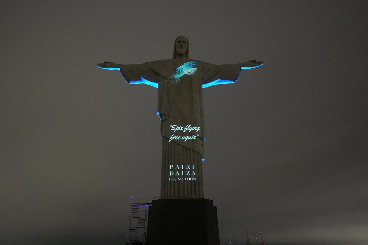 🦜They are flying free again! 22 years after the last Spix's Macaw in the wild passed away, 8 of these blue parrots have been reïntroduced.

💙The Pairi Daiza Foundation is proud to have contributed  to this project, led by <a href="/actparrots/">ACTP e.V.</a> and @ICMBio .