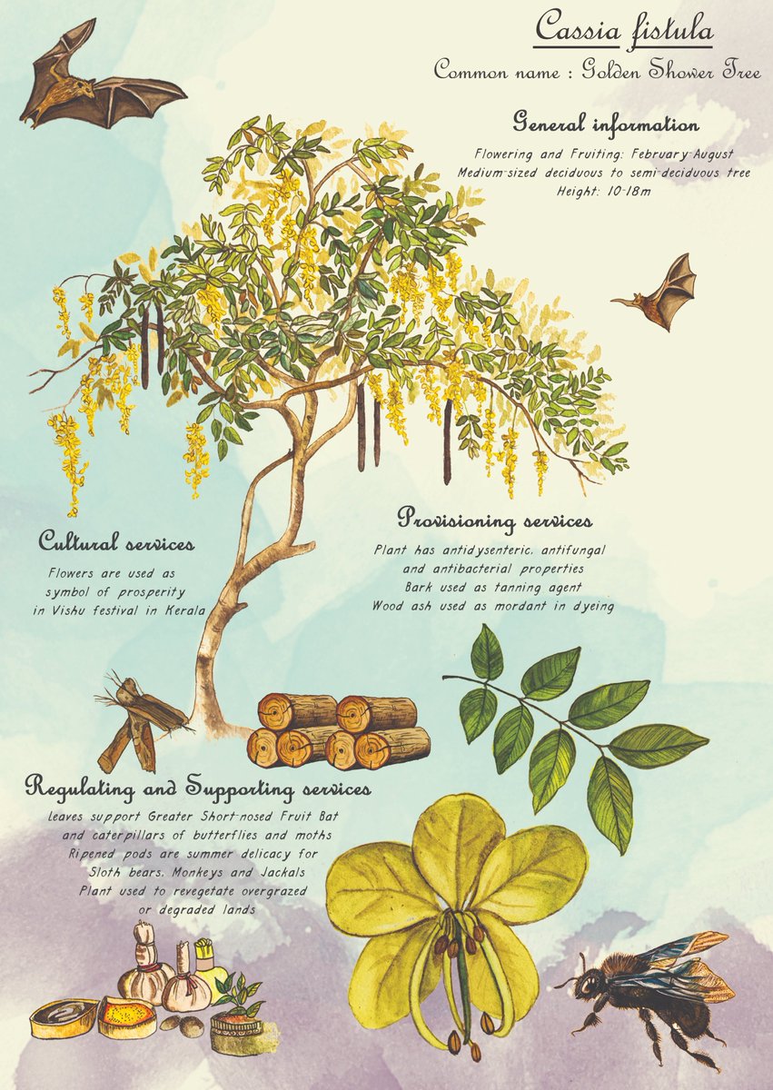 Last one in this series ☹️ #cassiafistula is the tree!

I wish there were more....I hope I get to paint some more.

#indianflora #bumblebee #indianflowers #indianforests #indianfauna #entomology #ecologia  #wildlifeart #animalsandplants #biodiversity #treesofindia