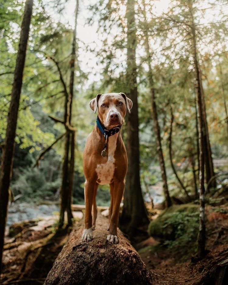 TriumphPetFood's tweet photo. May the forest be with you 🐕 🌲 🌳 

📸 @zeus_and_otto

#TriumphTogether #TriumphPack https://t.co/u50Gphaypd