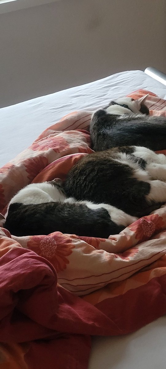 CaylanNyx's tweet photo. @alexa_hallo Meine 3 kleinen fellnasen :) https://t.co/h79dtdzO3z