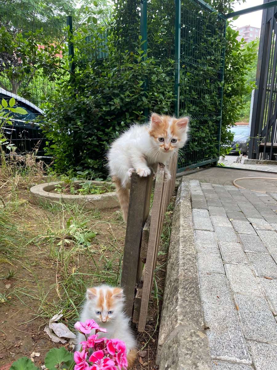 ilknurasizm's tweet photo. Ebru’nun çektiği fotonun tatlılığına bakın! Kapının önündeki kediler=🥲💓 https://t.co/9osj0gM0M4