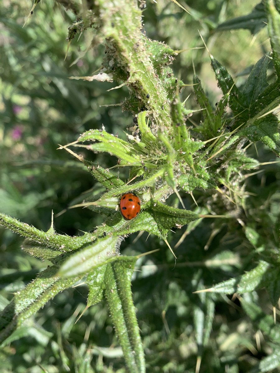 Dormer Close Community Garden tweet media