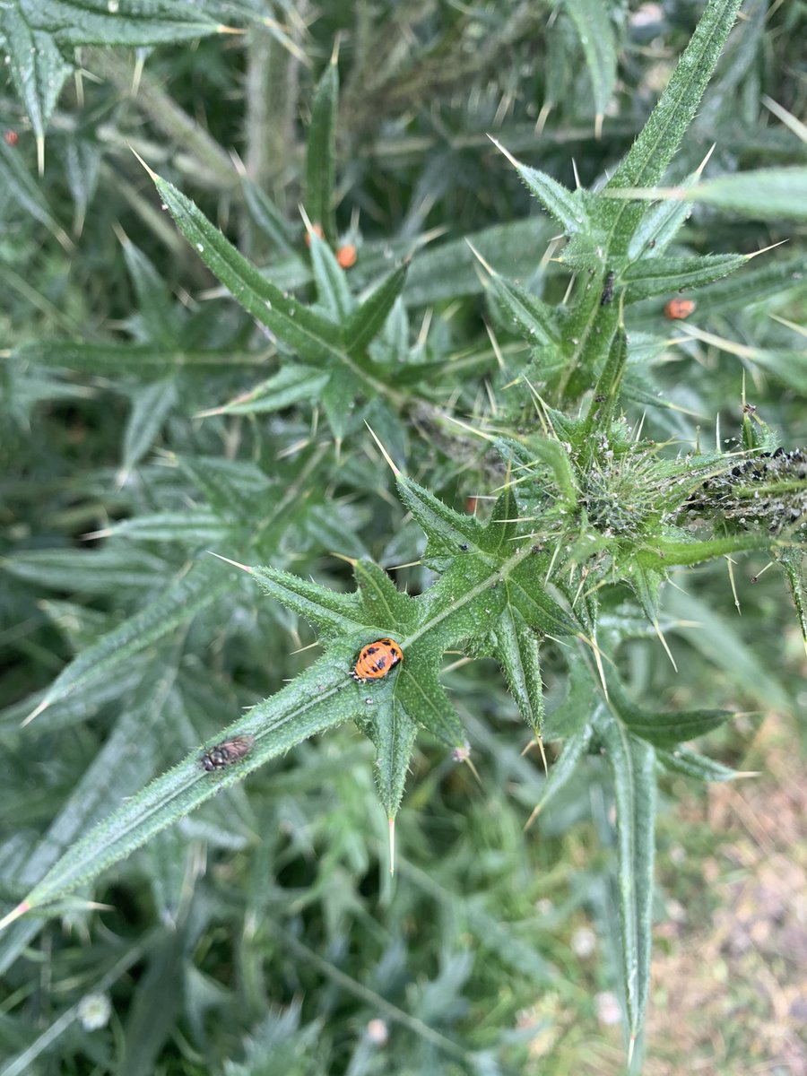 Dormer Close Community Garden tweet media
