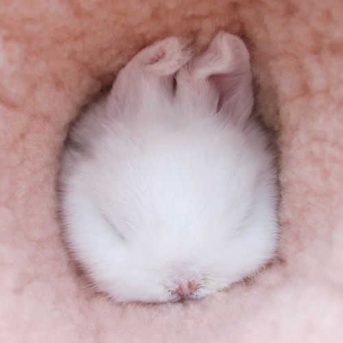 RabbitEveryHour's tweet photo. https://t.co/xHvpm2rCUN