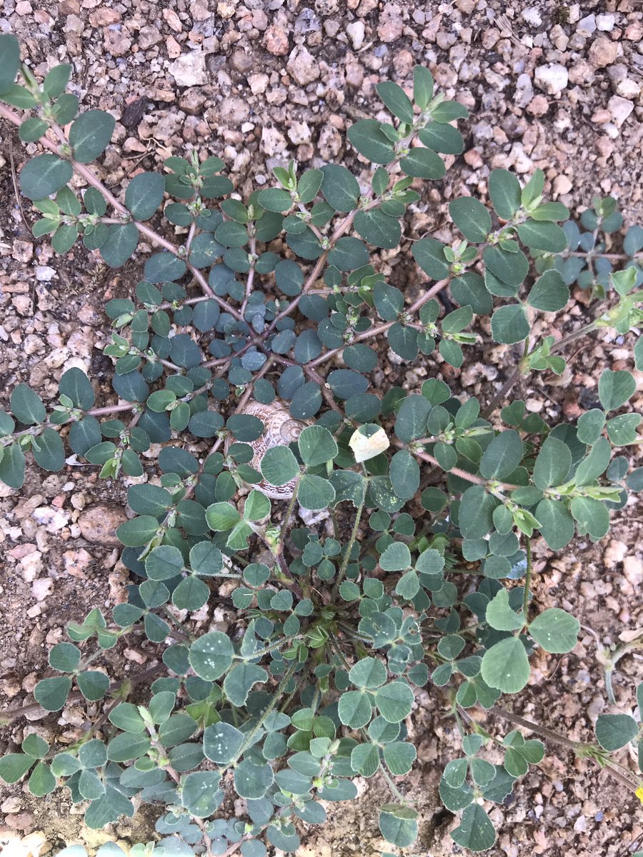 TeiaG2012's tweet photo. Les #euphorbia #prostrata #maculata … malson dels #jardins amb superfícies de panots i juntes obertes o tb enmig de gespes… dicots anuals de reproducció x llavor, port prostrat, fàcils d’estirar manualment però de difícil control amb #herbicida quan la superfície ho fa inviable https://t.co/RfkwCf6e4W