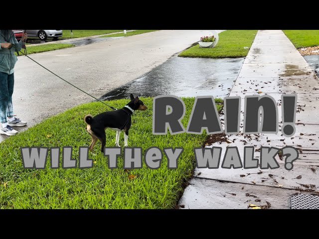 BasenjiAdvnturs's tweet photo. Our newest video is up on our channel!
https://t.co/AwYUxPgjii
#dog #BasenjiAdventures #dogsoftwitter #basenji #barkless #DogOfTheDay #YouTube #vlog https://t.co/jk3thQETn7