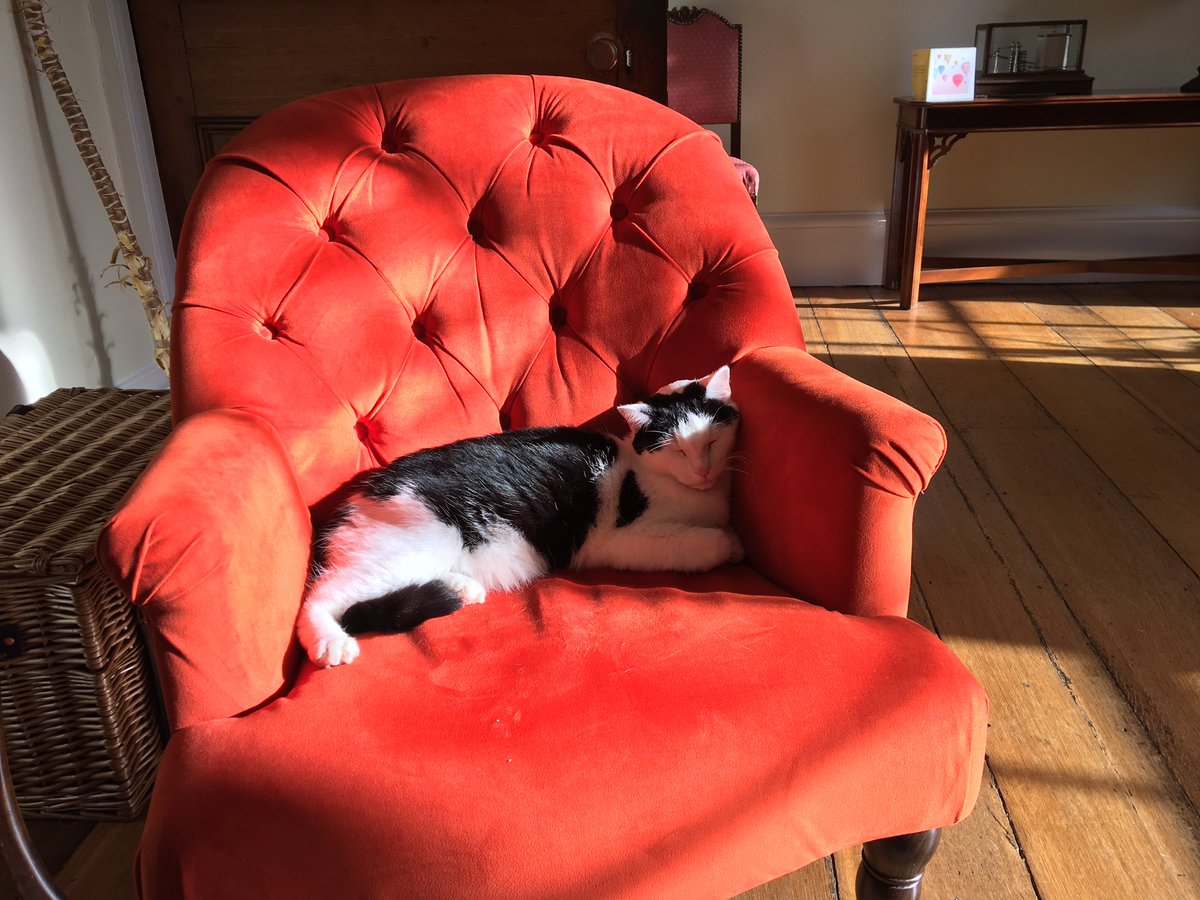 Mutley The Head Cat tweet media