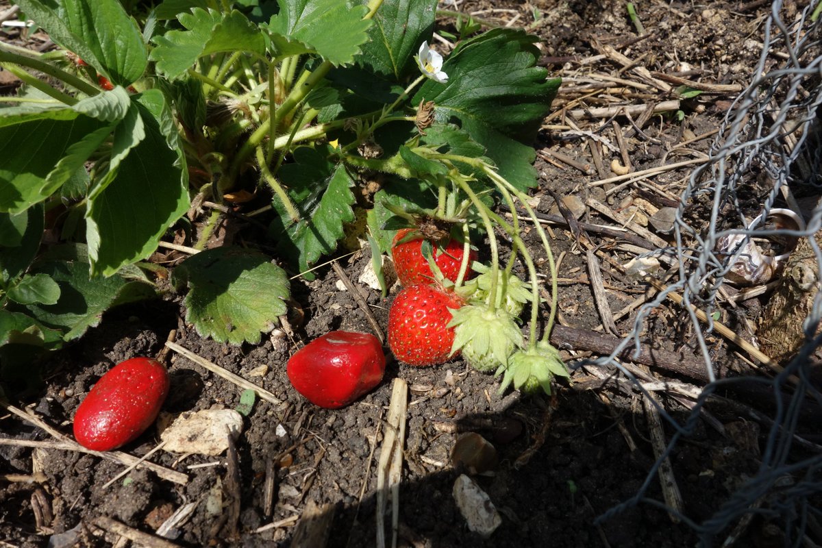 Nadinemi13's tweet photo. The fake stone strawberries seem to work, harvested lots of undamaged strawberries at the weekend, without having to use any netting! :-) https://t.co/8jNGCGG7kN