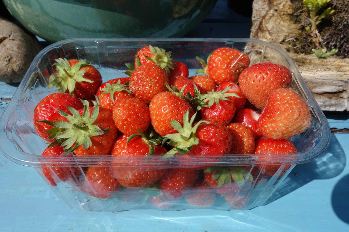 Nadinemi13's tweet photo. The fake stone strawberries seem to work, harvested lots of undamaged strawberries at the weekend, without having to use any netting! :-) https://t.co/8jNGCGG7kN