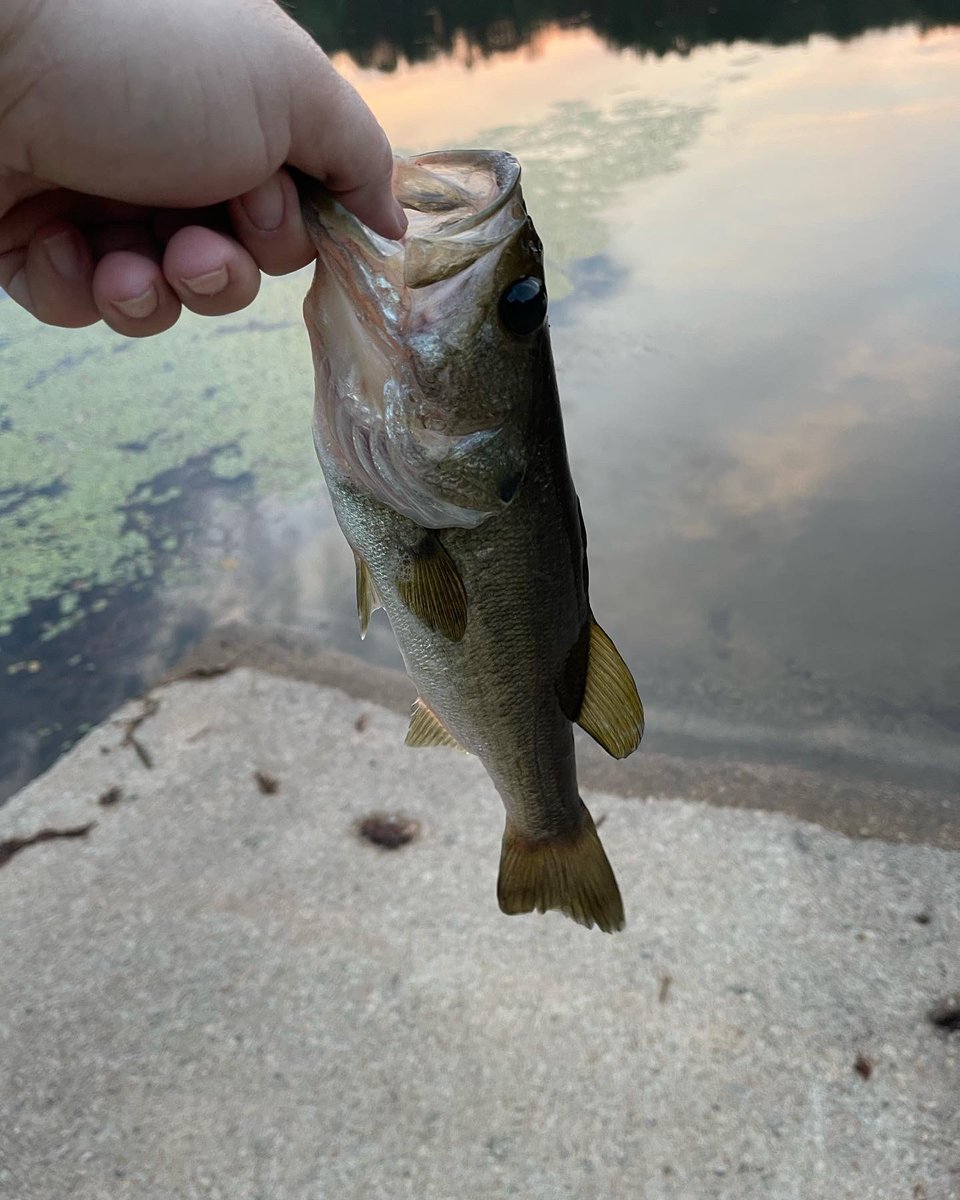 FAAN_910's tweet photo. Managed a few in my two 30 sessions from the last 2 weeks. Put them back when they are small so they can become bigger. https://t.co/rrbCPWUWy0
