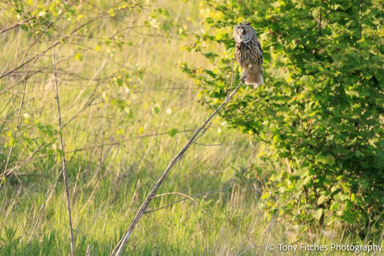 It’s certainly a balancing act at this time of year trying to get everything done ! 🦉😊 #longearedowl image by TF 👍🏻