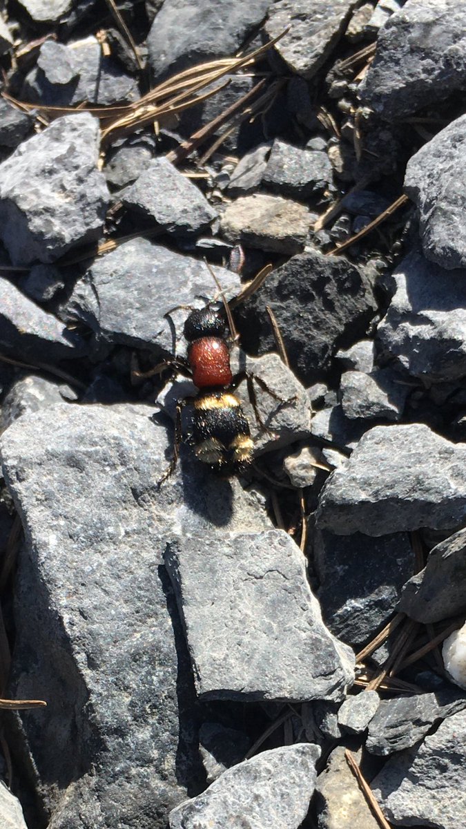 Get Creative tweet media