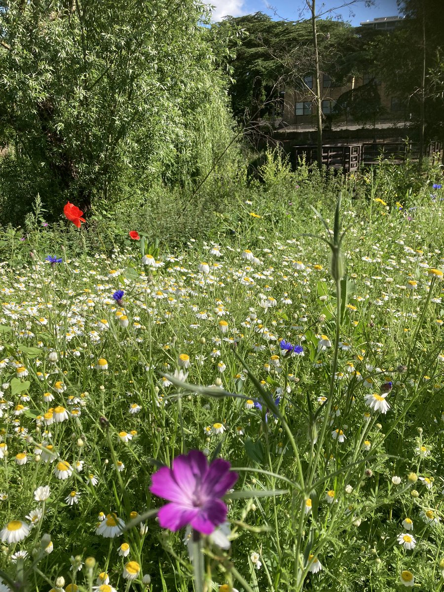 Our new wildflower area looking stunning this morning