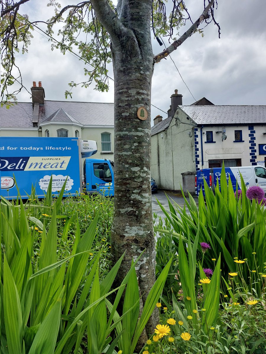AgaGrandowicz's tweet photo. Placing some tree plaques for the community of Nass, with @SallinsBiodivGr
#treeplaques #treesigns #irishtrees
@irishtrees_ie https://t.co/KNKb5dKiOH