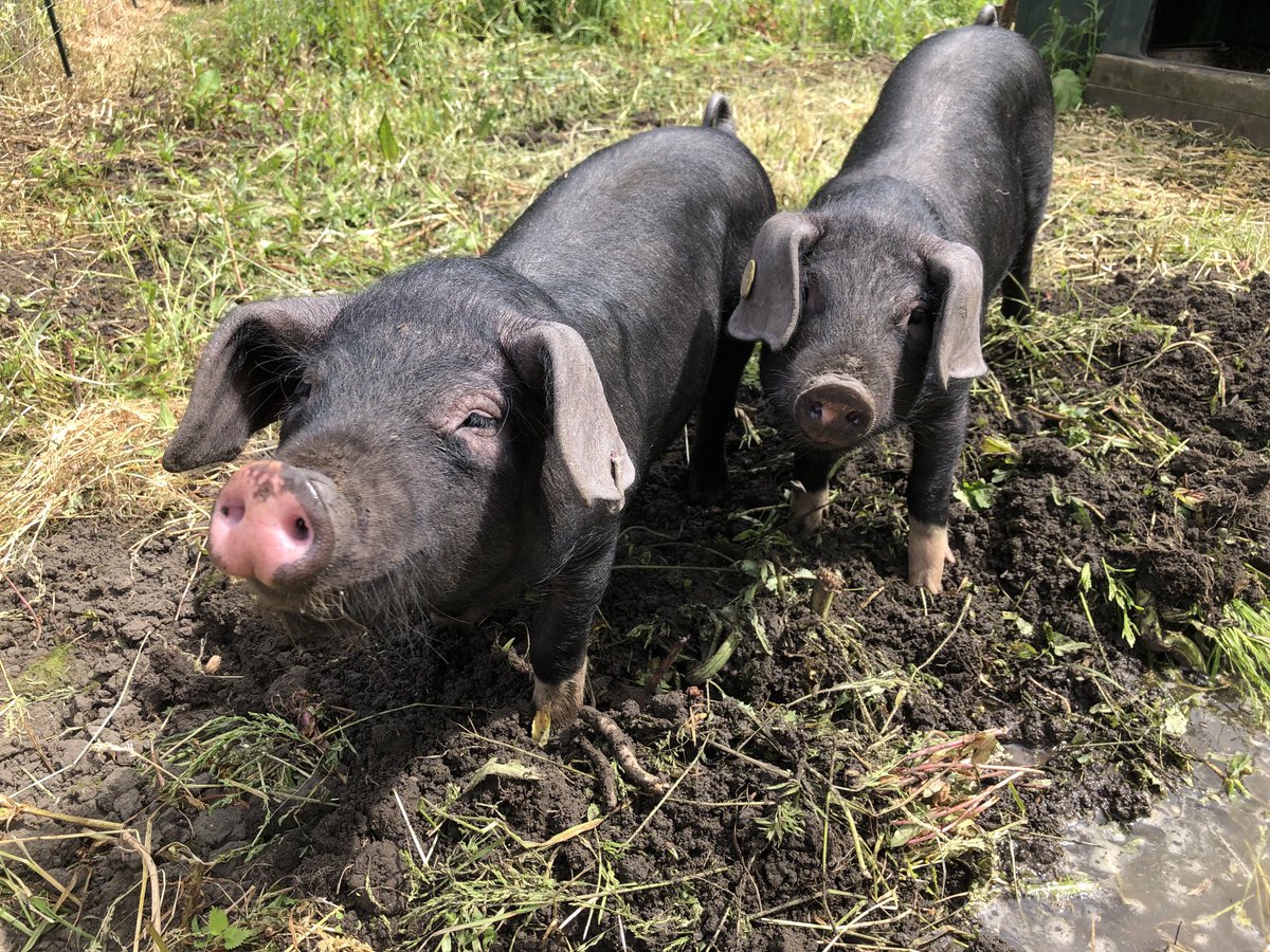 Nab Edge tweet media