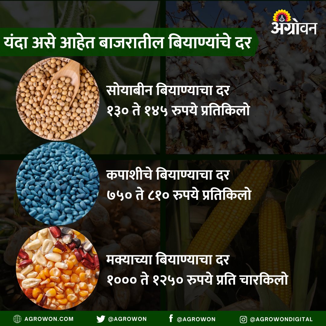 AGROWON's tweet photo. खरीप हंगामात सोयाबीन व कापूस ही दोन मुख्य पिके आहेत. मागील तीन-चार वर्षात सर्वच प्रमुख पिकांचे बियाणे महागले आहे. यंदा कसे आहेत बाजरातील बियाण्यांचे दर ते पहा..
#Agrowon #AgrowonForFarmers #AgricultureNews #KharifCrops #KharifSeason #SoybeanSeed #CottonSeed #MaizeSeed #SeedPrice https://t.co/LrBAs1bJko