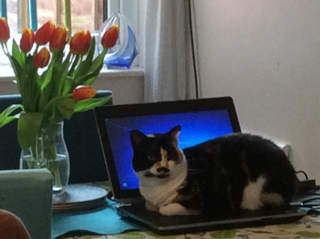 ASIPJournalClub's tweet photo. How helpful are your pets when you're on a reports deadline? (Amy) 

😺

#ASIP #ASIPCommunity #TherapistLife https://t.co/efawEaDHiL