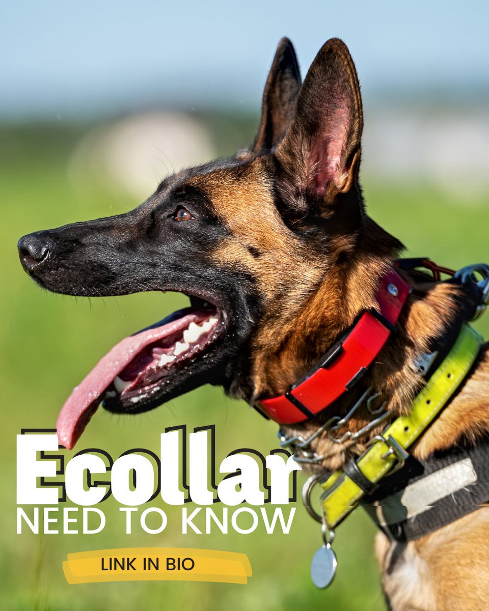 Everything you need to know about ecollars

I'm not going to go too into it here, this one is done to give more evidence to this messy ol' internet.

**note note note please read this blog before judging me &amp; my ethics!!**

#dogsoftwitter

rebarkable.com/e-collars-ever…
