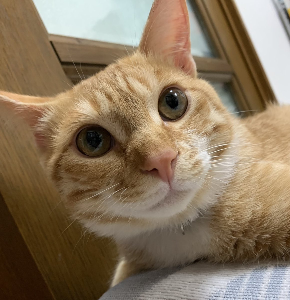 少しずつ顔つきが赤ちゃんからお兄さんになってきたかな？🐱
#猫　#猫のいる暮らし　#茶トラ