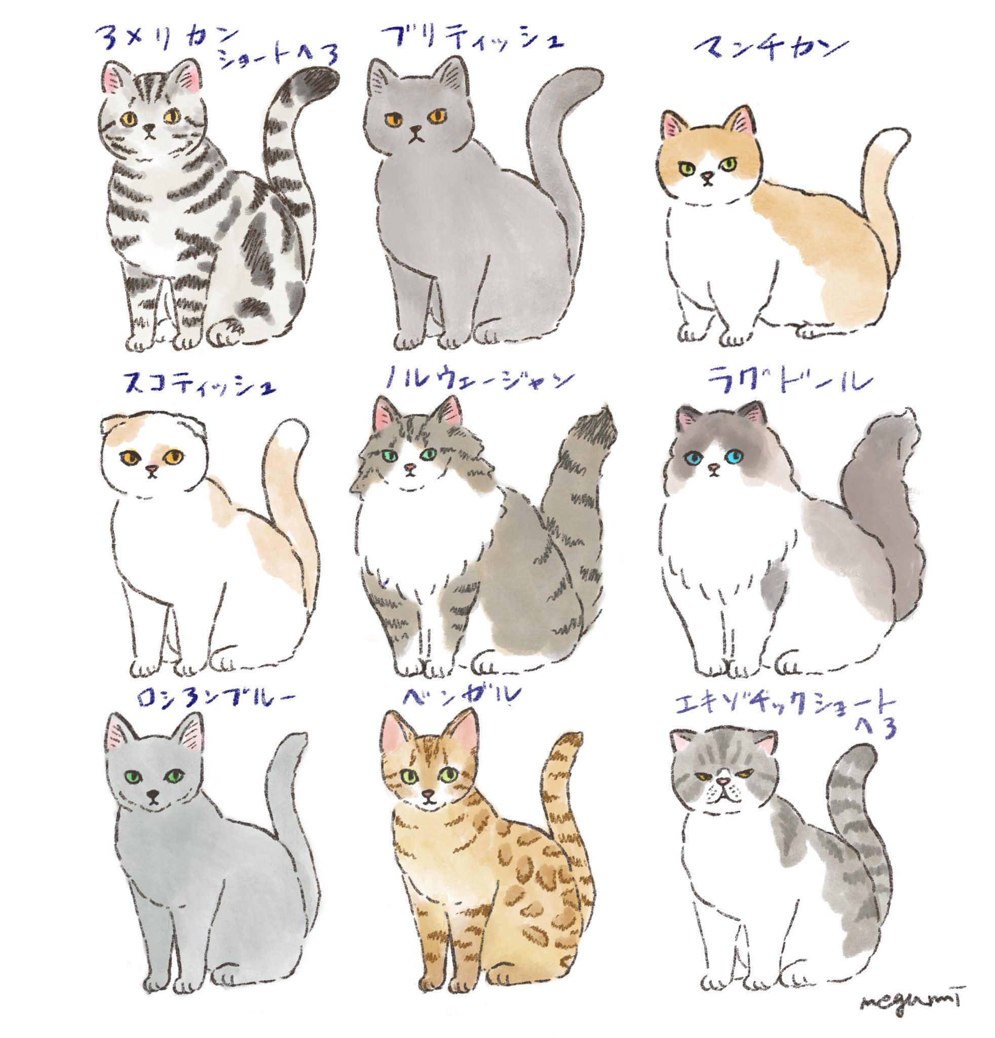 石川 恵 いしかわめぐみ 猫 9 動物イラスト 絵本 挿絵 イラストレーター イラスト好きな人と繋がりたい イラスト 猫イラスト クリエポ エキゾチックショートヘア アメリカンショートヘア ブリティッシュショートヘア ベンガル マンチカン