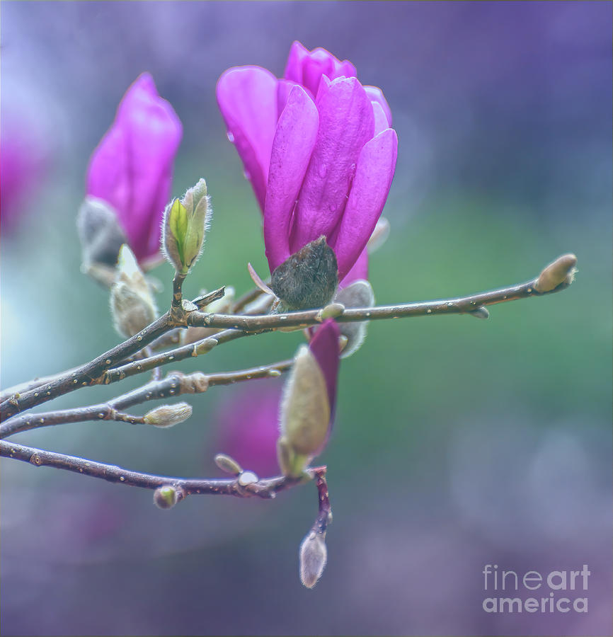 KerriFar's tweet image. &quot;Every day is a day to be thankful. Life&apos;s abundance has no limit..&quot;~ Ralph Marston #quote - ow.ly/AG7U50FG5ul ~ #MagnoliaBlossom #SpringSensations #NewRiverNature #NaturePhotography ~ ow.ly/IZu650FG5uk