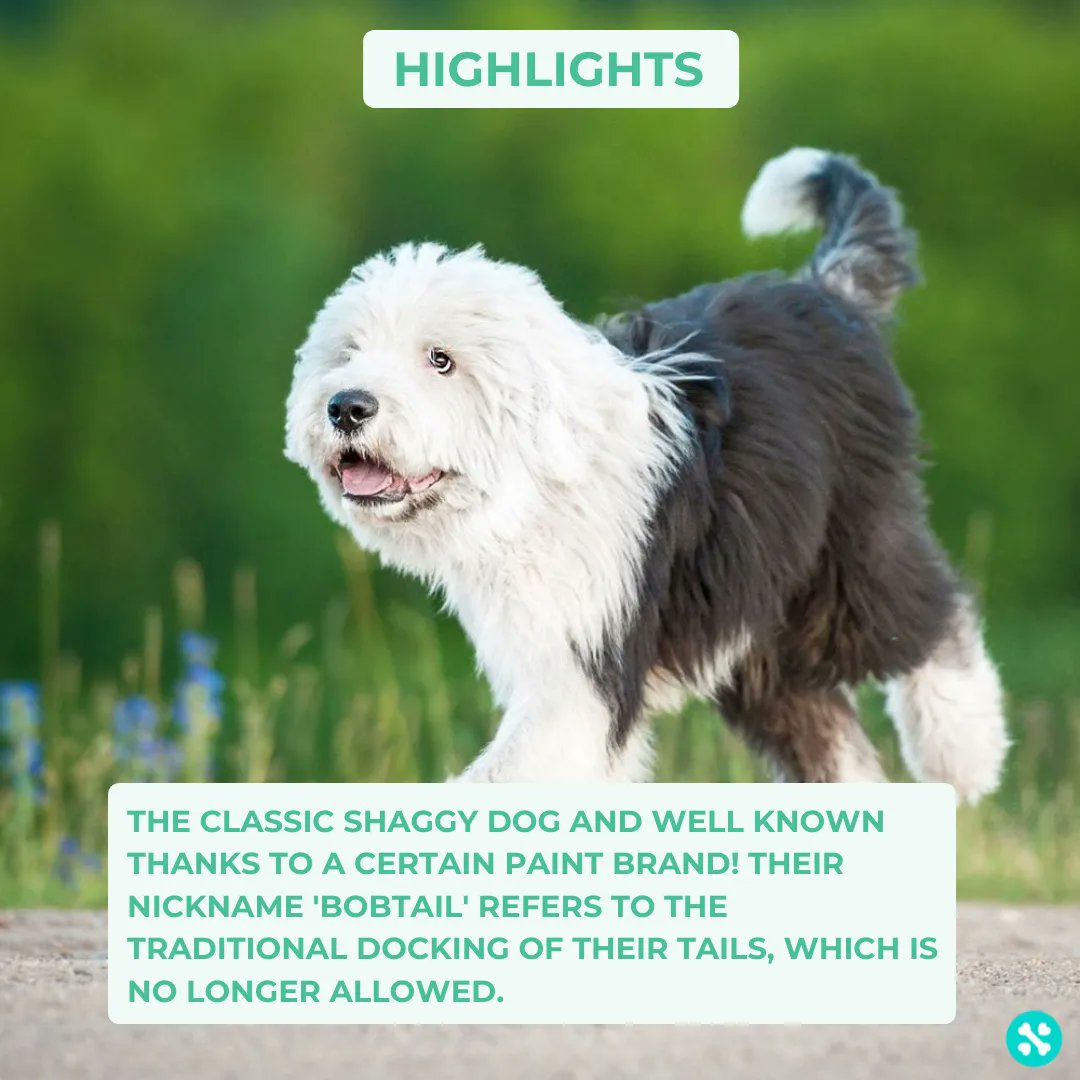 Tailwise 🐾 tweet media