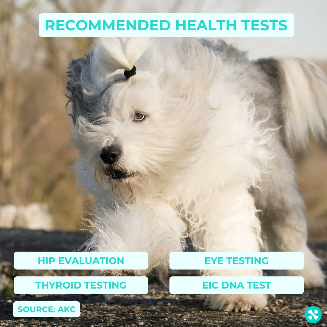 Tailwise 🐾 tweet media