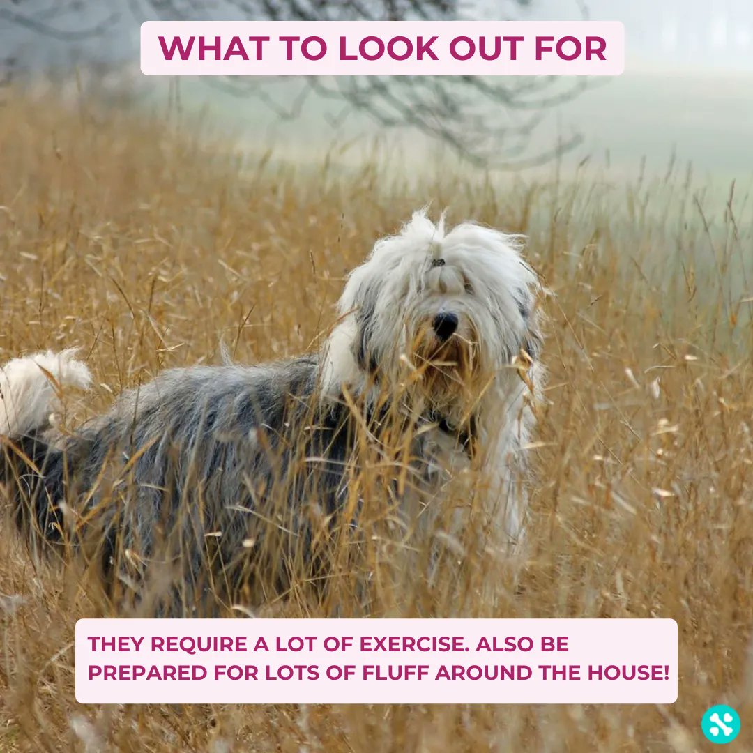 This week we're profiling the Old English Sheepdog. The Old English's nickname of 'Bobtail' refers to the traditional docking of their tails, which is no longer allowed.

Find out more about this breed and many others on our breed explorer - tailwise.com/breeds/