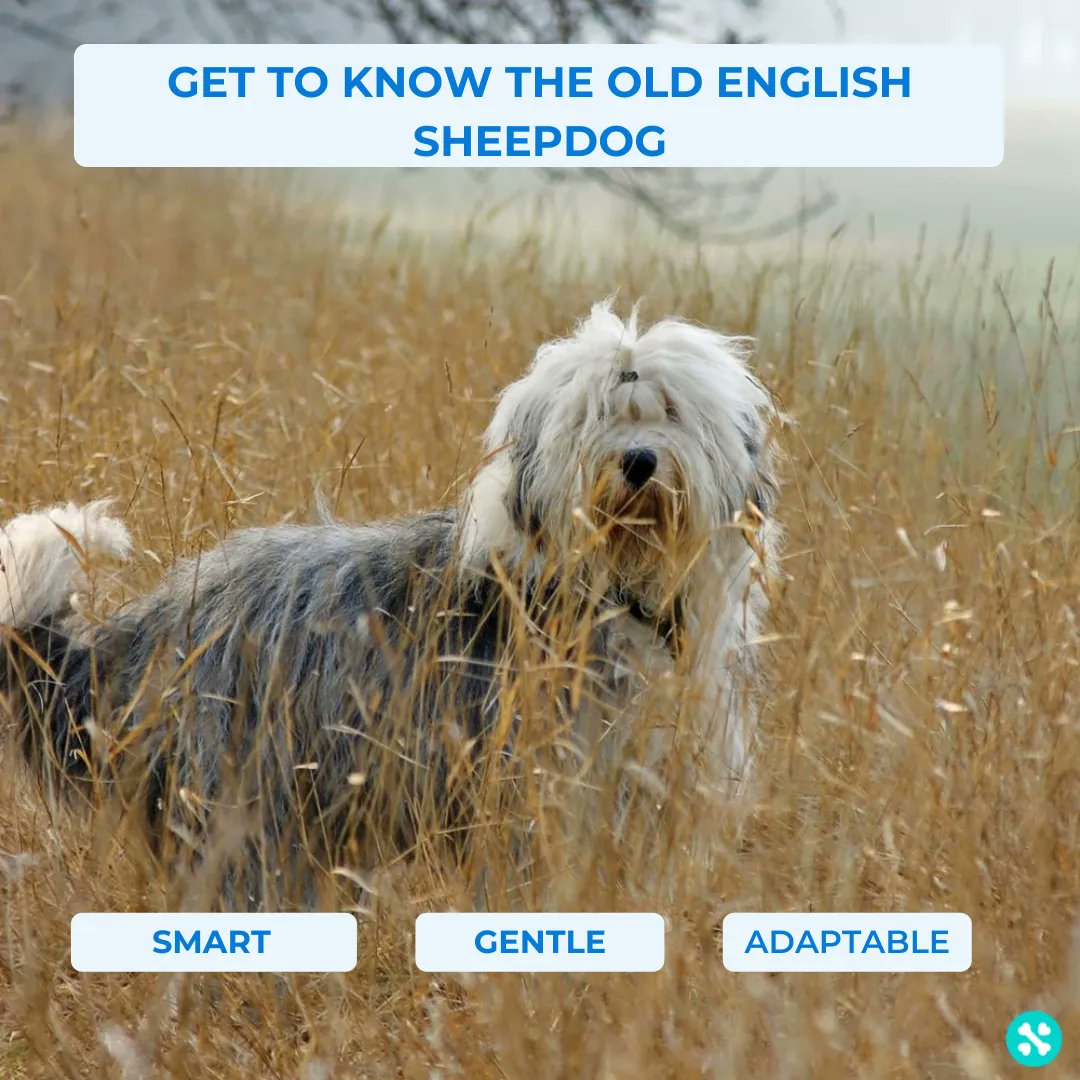 Tailwise 🐾 tweet media